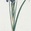 Iris III 'Andromeda'.