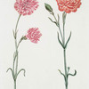 Caryphyllus XII 'Camilla' ; Caryophyllus XIII 'Feu de Japan'. [Pink carnation]