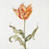Tulipa XVI 'Monstrosa Royal'. [Fringed tulip]