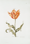 Tulipa XVI 'Monstrosa Royal'. [Fringed tulip] - NYPL Digital Collections
