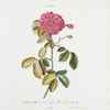 Rosa IX 'Rosa belgica sive vitrea flore rubro. [Damask rose]