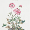 Rosa IX 'Acamemnon' [Buttercup]