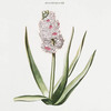 Hyacinthus XII. [Hyacinth]