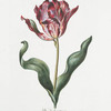 Tulipa XVII 'Duc d'Aquitanie'. [Tulip XVII]