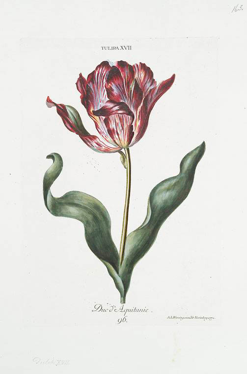 Tulipa XVII 'Duc d'Aquitanie'. [Tulip XVII] - NYPL Digital Collections