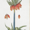 ['Corona Imperialis IV 'Aurora'] [Crown Imperial Fritillaria]