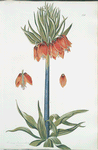 Corona Imperialis IV 'Aurora'] [Crown Imperial Fritillaria]