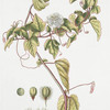 Granadilla III = Granadilla flore albo.  [White passion flower]