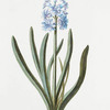 Hyacinthus XIII 'Charmante violette'. [Charming violet hyacinth]