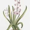 Hyacinthus XIV 'Praal Zieraat'. [Hyacinth]