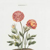 Ranunculus X 'La Mexicaine' [Mexican paper flower]