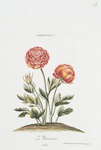 Ranunculus X 'La Mexicaine' [Mexican paper flower]