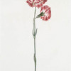 Caryophyllus XIV 'Hahnenkamm'. [Carnation XIV]