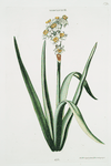 Narcissis III.