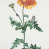 Papauer I 'Morpheus'. [Memorial Day Poppy]