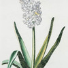 Hyacinth[u]s XV 'Mignonne'. [Hyacinth XV]