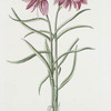 Frittillaria IX 'Asgrau major'. [Missionbells]
