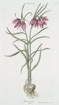 Frittillaria IX 'Asgrau major'. [Missionbells]