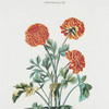 Ranunculus XI 'Catherina II'. [Buttercup]