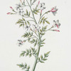 Iasminvm I 'King of Denmark'. [Jasminum ; Jasmine]