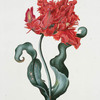Tulipa XIX 'Admirable'. [Tulip XIX]