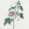 Granatilla IV 'Muthildis'. [Passion flower]