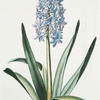 Hyacinthus XVI 'Daedalus". [Hyacinth XVI]