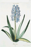 Hyacinthus XVI 'Daedalus". [Hyacinth XVI]