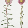 Aster I 'Petit Maitre" ; Aster II 'Kiang-Si'.