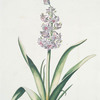 Hyacinthus XVII 'Marie de Medicis'. [Hyacinth XVII]