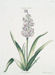 Hyacinthus XVII 'Marie de Medicis'. [Hyacinth XVII]