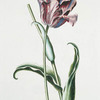 Tulipa XX "Prince des Austuries'. {Tulip XX