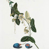 Granadilla V 'Glarissa' ; Granadilla folio lunato'. [Passion flower]