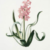 Hyacinthus XVII 'Princesse Amalia'.