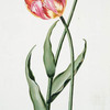 Tulipa XXI 'Prince Chatham'. [Tulip XXI]