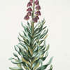 Lilium II = Lilium Persicum. [Persian fritillary]