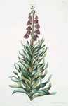 Lilium II = Lilium Persicum. [Persian fritillary]