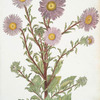 Aster III ' Le Magnifique'.