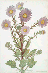 Aster III ' Le Magnifique'.