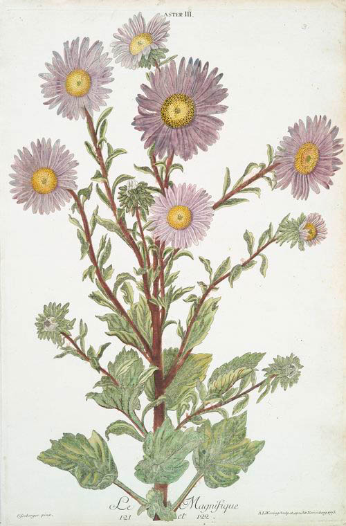 Aster III ' Le Magnifique'. - NYPL Digital Collections