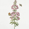 Hesperis I 'La Charmante'. [Dames Rocket or Sweet Rocket]