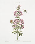 Hesperis I 'La Charmante'. [Dames Rocket or Sweet Rocket]