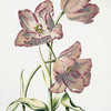 Tulipa XXII 'Keizer Leopoldus'. [Tulip XXII]