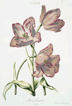 Tulipa XXII 'Keizer Leopoldus'. [Tulip XXII]