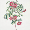 Rosa X = Rosa, fine spinis, flore majore ruberrimo. [Red rose]