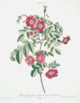 Rosa X = Rosa, fine spinis, flore majore ruberrimo. [Red rose]