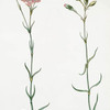 Caryphyllus XV 'La belle Rose' ; Caryophyllus VI 'Le Miquelet'. [Carnation]