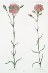 Caryphyllus XV 'La belle Rose' ; Caryophyllus VI 'Le Miquelet'. [Carnation]