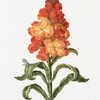 Cheiranthus II 'Levcojum luteum, magno flore'. [Wallflower]