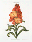 Cheiranthus II 'Levcojum luteum, magno flore'. [Wallflower]